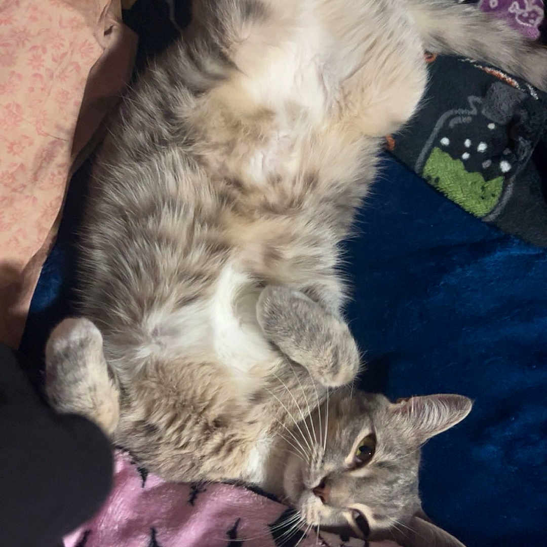 Teddy