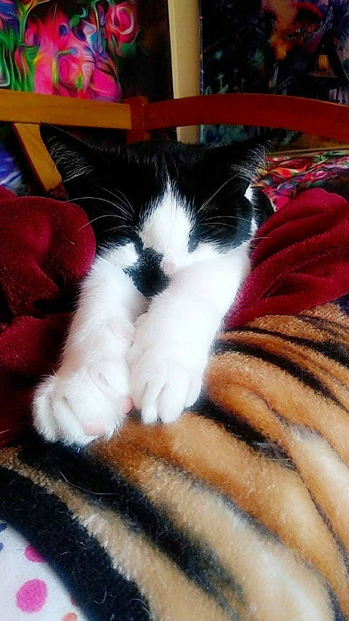 Blitzen is registered to the contest to win money with this photo: carnivore, cat, cloud, comfort, companion_dog, dog_breed, domestic_short_haired_cat, felidae, flooring, foot, fur, human_leg, lap, paw, plant, small_to_medium_sized_cats, snout, tail, thigh, whiskers