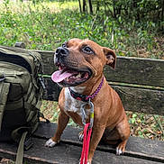 Théa a rejoint le concours — aidez-le/la à gagner de superbes lots ! dog, brown_dog, bench, leash, collar, backpack, forest, outdoor, nature, greenery, happy, tongue_out, pet, canine, wood, sitting, daylight, adventure, animal, park