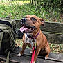dog, brown_dog, bench, leash, collar, backpack, forest, outdoor, nature, greenery, happy, tongue_out, pet, canine, wood, sitting, daylight, adventure, animal, park