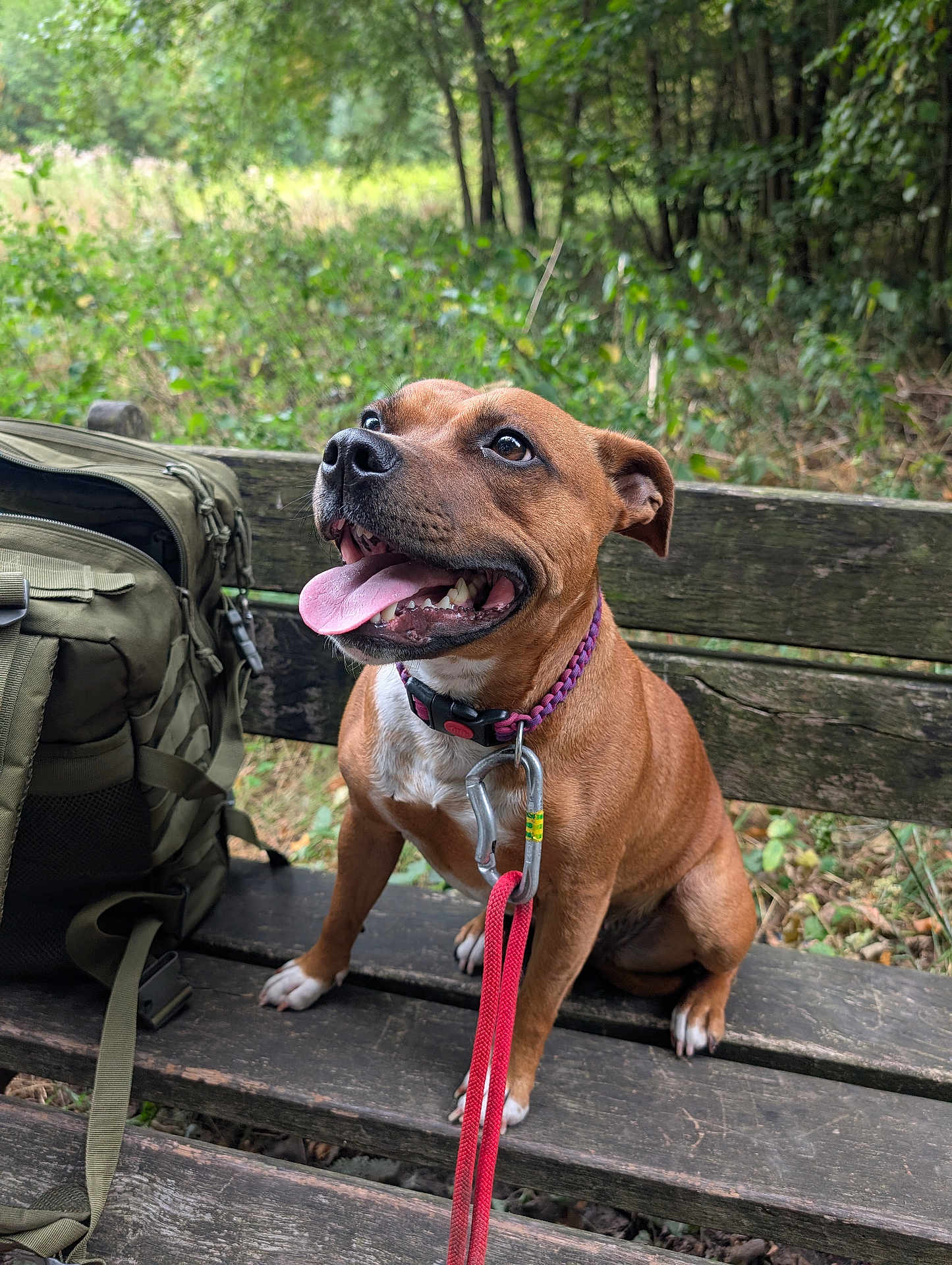 Théa a rejoint le concours — aidez-le/la à gagner de superbes lots ! dog, brown_dog, bench, leash, collar, backpack, forest, outdoor, nature, greenery, happy, tongue_out, pet, canine, wood, sitting, daylight, adventure, animal, park