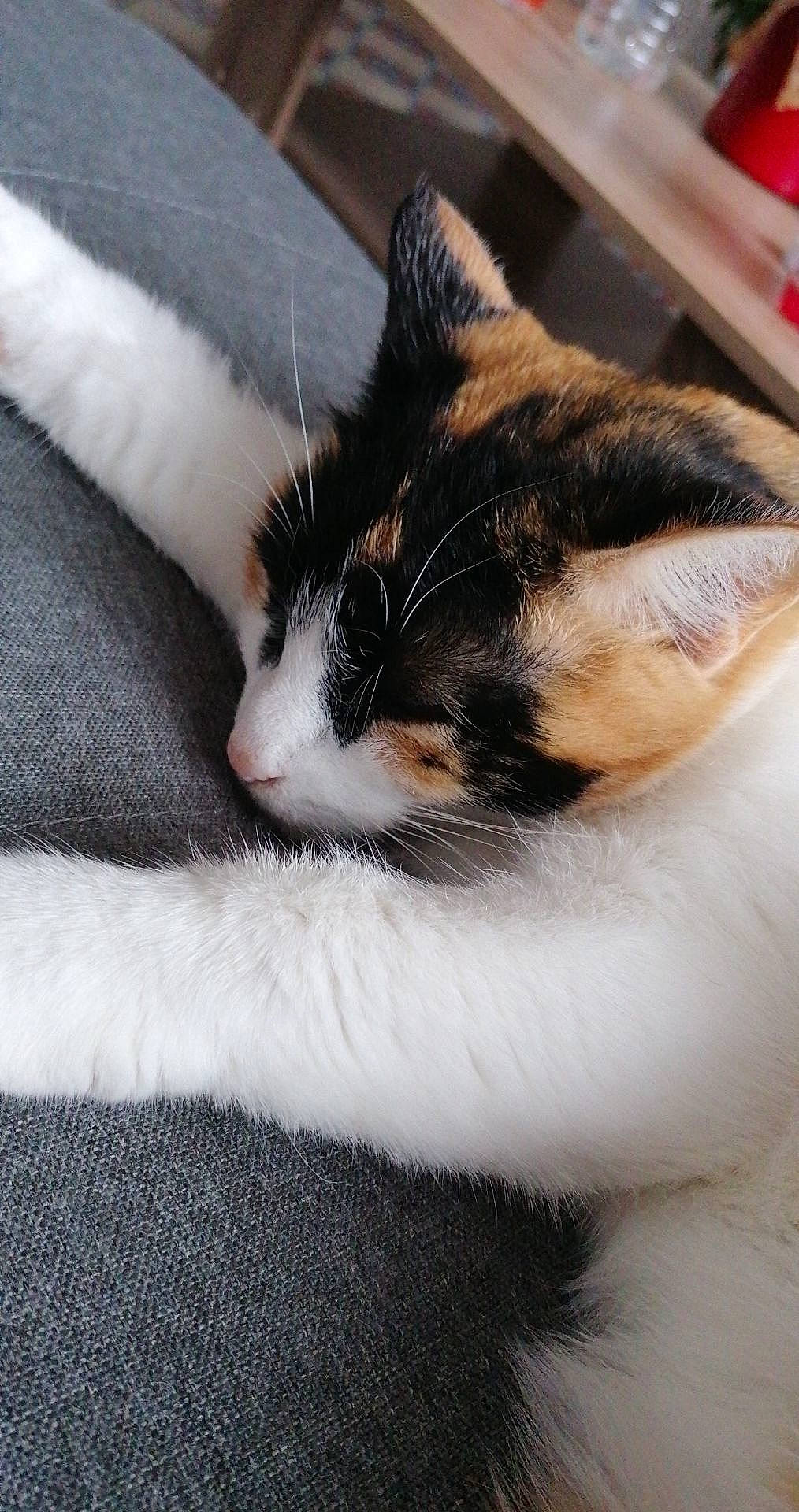 Cocaïne a rejoint le concours — aidez-le/la à gagner de superbes lots ! aegean_cat, carnivore, cat, domestic_short_haired_cat, ear, eye, felidae, fur, kitten, nap, polydactyl_cat, sleep, small_to_medium_sized_cats, snout, whiskers