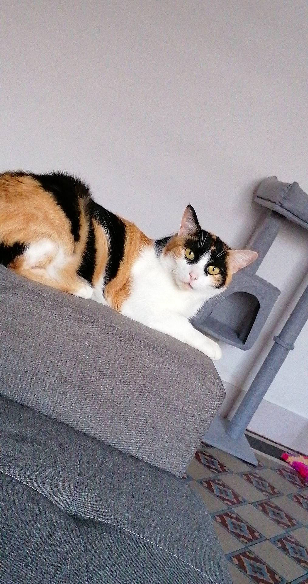 Cocaïne a rejoint le concours — aidez-le/la à gagner de superbes lots ! aegean_cat, american_wirehair, carnivore, cat, domestic_short_haired_cat, european_shorthair, felidae, fur, kitten, paw, polydactyl_cat, small_to_medium_sized_cats, tail, whiskers