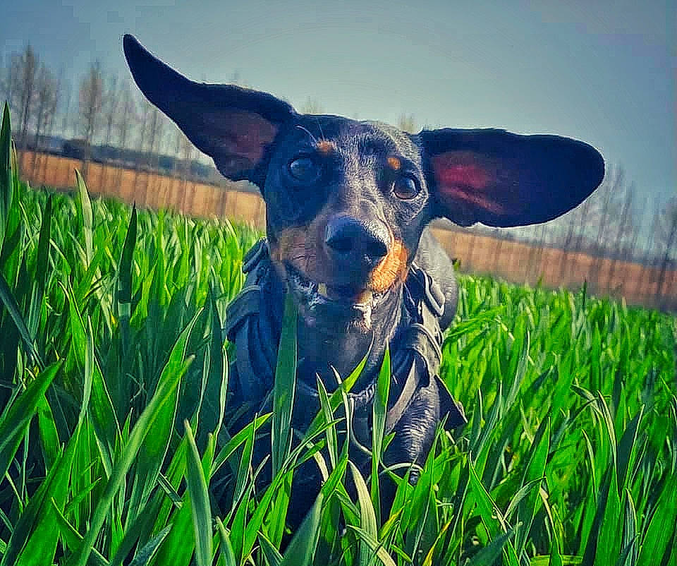 Wiggles joined the competition — help win amazing prizes! agriculture, carnivore, companion_dog, dog, dog_breed, fawn, field, grass, grass_family, grassland, hat, meadow, people_in_nature, plant, prairie, rural_area, sky, snout, sporting_group, working_animal