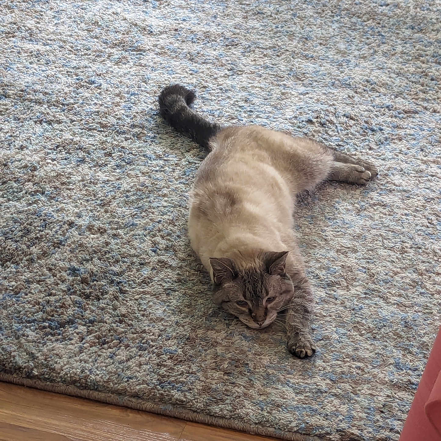 Bella is registered to the contest to win money with this photo: abyssinian, animal, architecture, building, cat, couch, cushion, furniture, hardwood, homedecor, indoors, kitten, manx, person, pet, plywood, rug, siamese, sleeping, wood