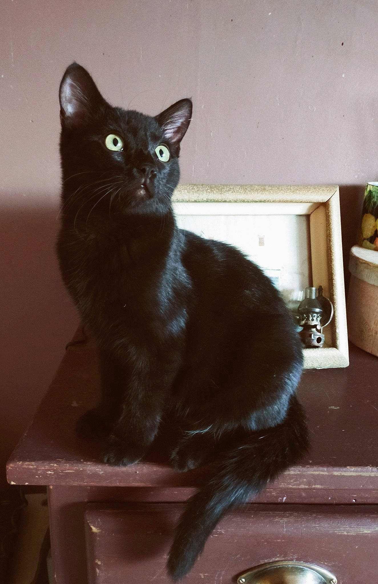 Edgar participe au concours pour gagner de l'argent avec cette photo : black_cat, bombay, carnivore, cat, cat_supply, domestic_short_haired_cat, felidae, flowerpot, fur, havana_brown, houseplant, pet_supply, plant, small_to_medium_sized_cats, table, tail, terrestrial_animal, whiskers, window