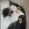 animal, black_and_white, blurry, cat, close_up, cute, domestic, face, feline, floor, fur, head, indoor, looking_up, lying_down, mammal, nose, pet, whiskers, yellow_eyes