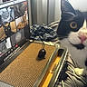 Manchas is registered to the contest to win money with this photo: animal, bed, black_and_white_cat, blanket, cat, close_up, curious, digital_meeting, feline, indoor, laptop, multiple_cats, pet, playful, scratch_pad, screen, technology, toy_mouse, video_call, yellow_eyes