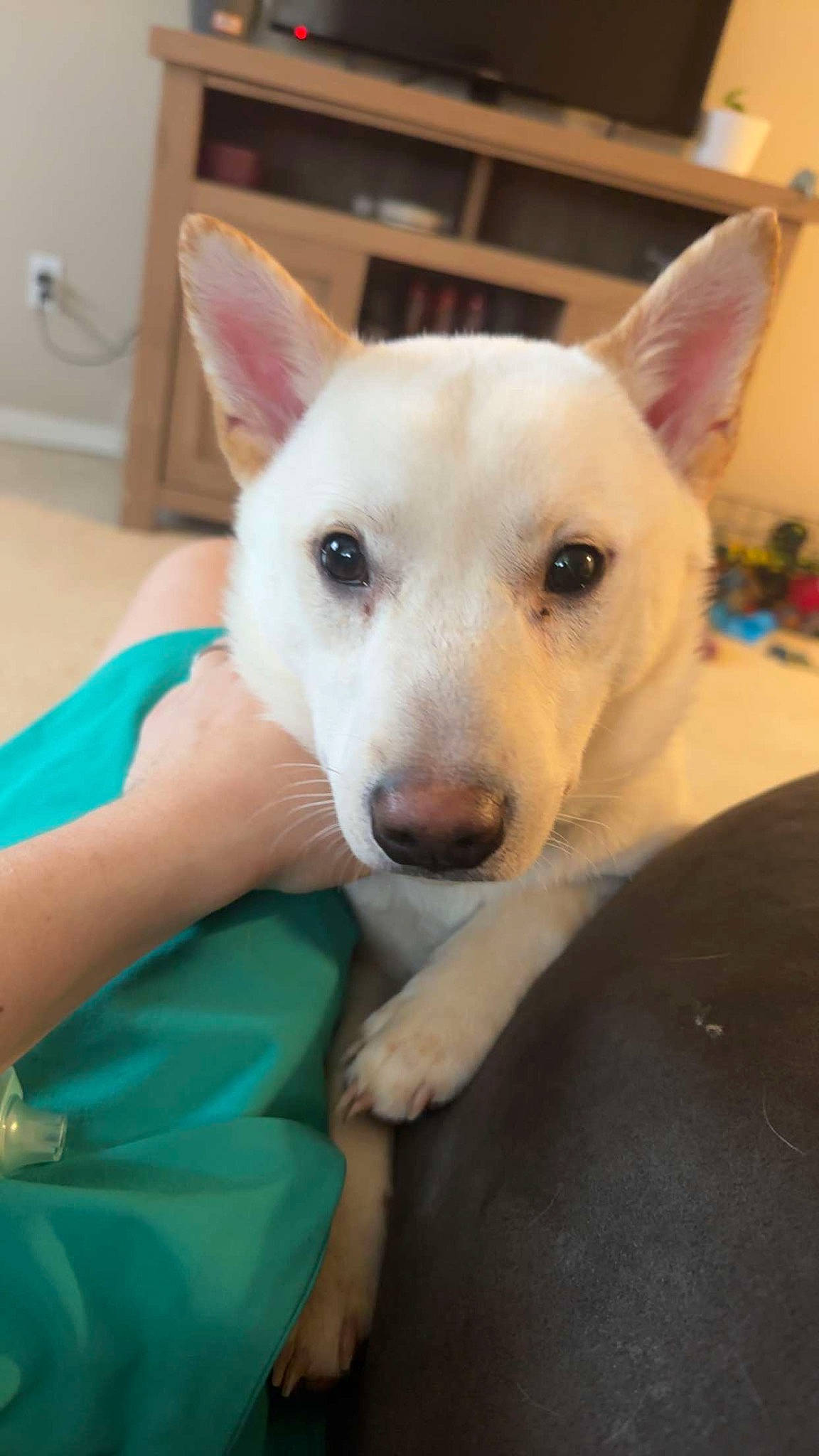 Enzo is registered to the contest to win money with this photo: ancient_dog_breeds, canidae, carnivore, comfort, companion_dog, dog, dog_breed, fawn, fur, light_switch, non_sporting_group, pungsan_dog, snout, sporting_group, terrestrial_animal, whiskers, working_animal