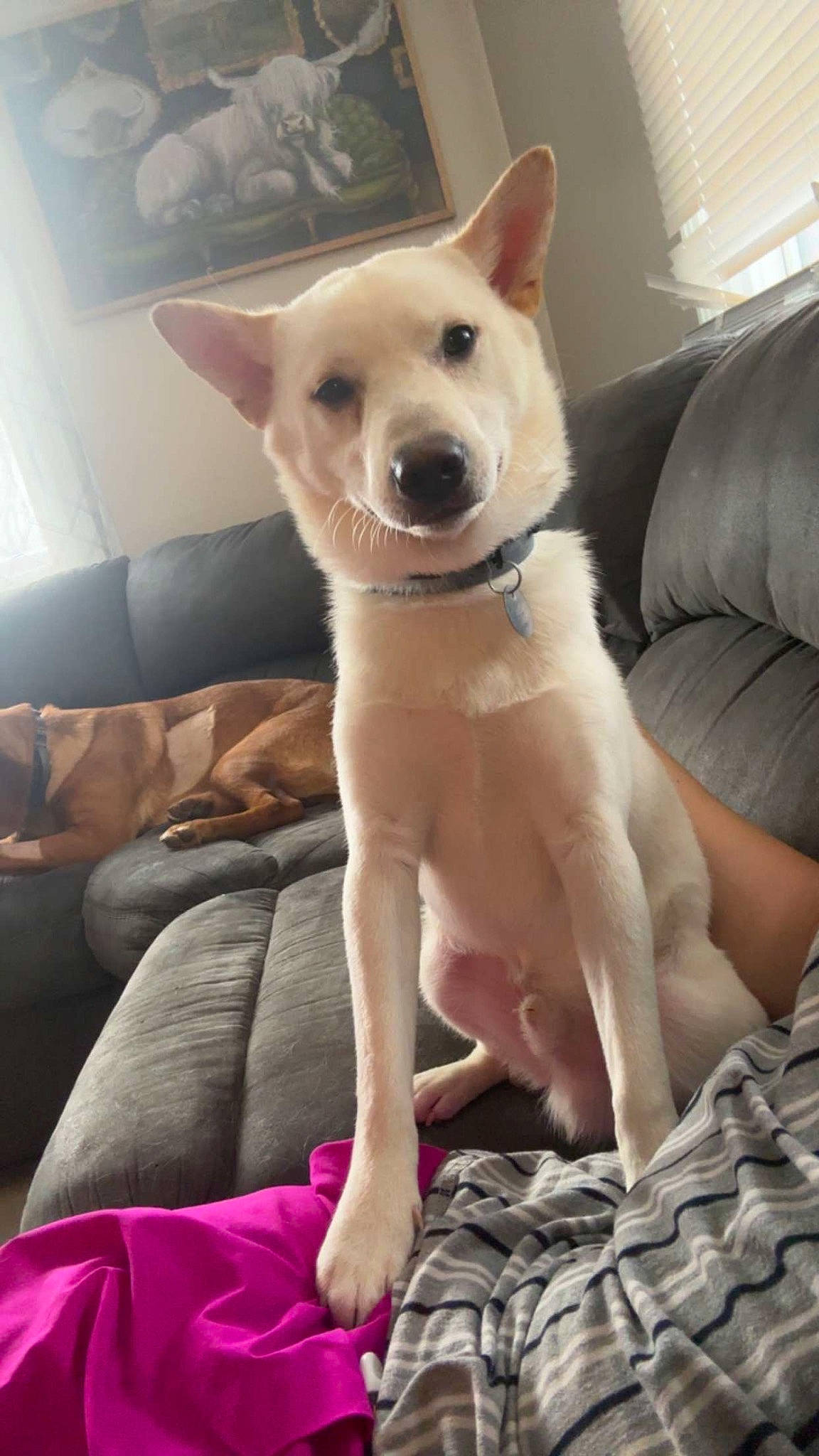 Enzo joined the competition — help win amazing prizes! ancient_dog_breeds, canidae, carnivore, collar, comfort, companion_dog, couch, dog, dog_breed, door, fawn, fur, mammal, non_sporting_group, snout, sporting_group, tail, terrestrial_animal, window_blind, working_animal