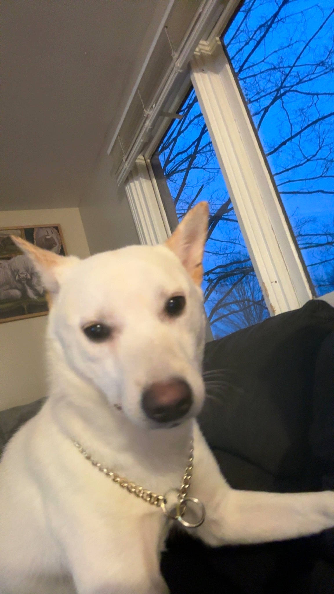 Enzo joined the competition — help win amazing prizes! canidae, carnivore, collar, companion_dog, dog, dog_breed, dog_collar, fawn, mammal, sky, snout, sporting_group, stairs, tail, tire, tree, whiskers, window, wood, working_animal