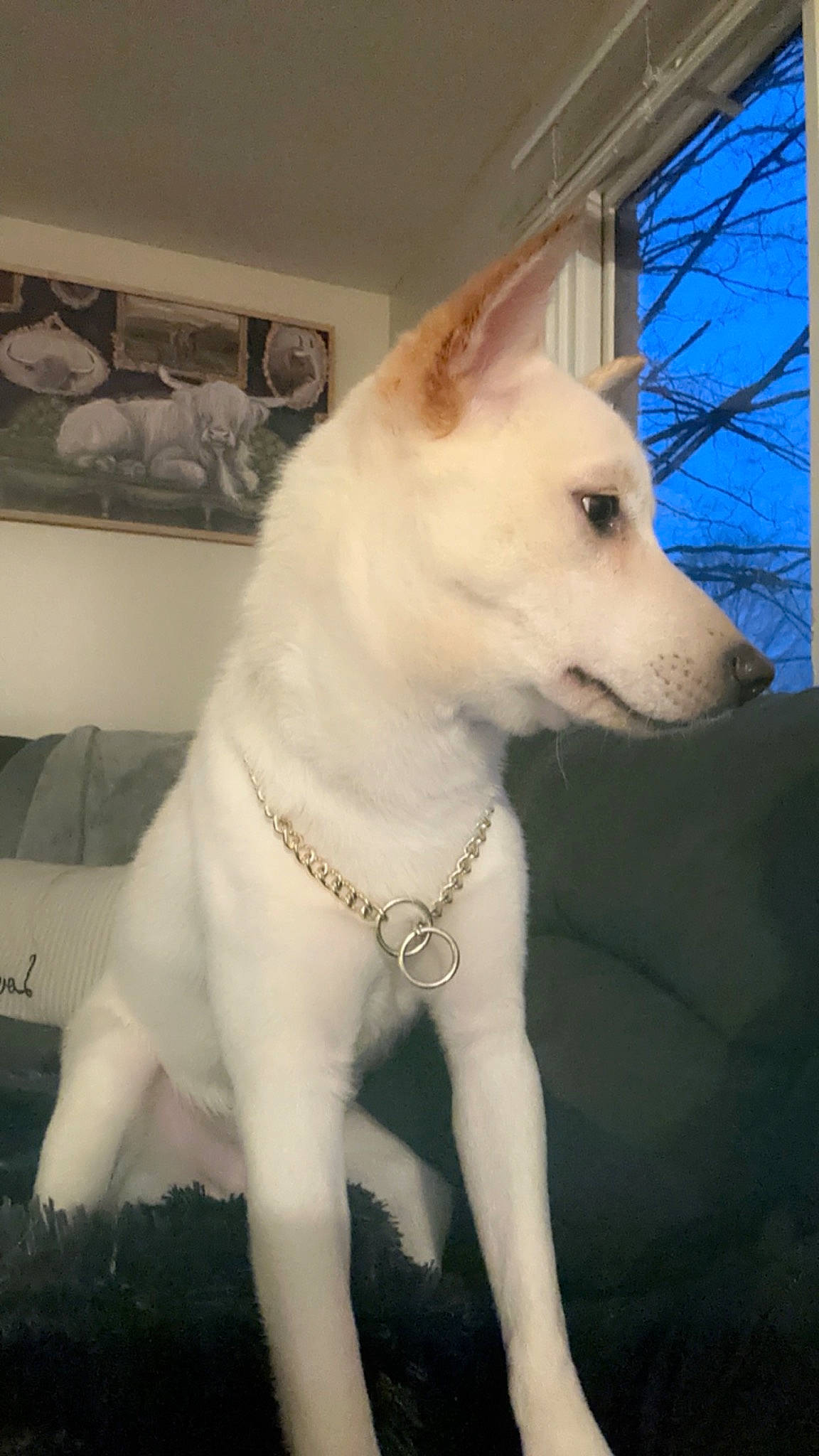 Enzo is registered to the contest to win money with this photo: ancient_dog_breeds, canidae, carnivore, companion_dog, dog, dog_breed, fawn, fur, no_expression, non_sporting_group, shelf, snout, sporting_group, terrestrial_animal, whiskers, working_animal