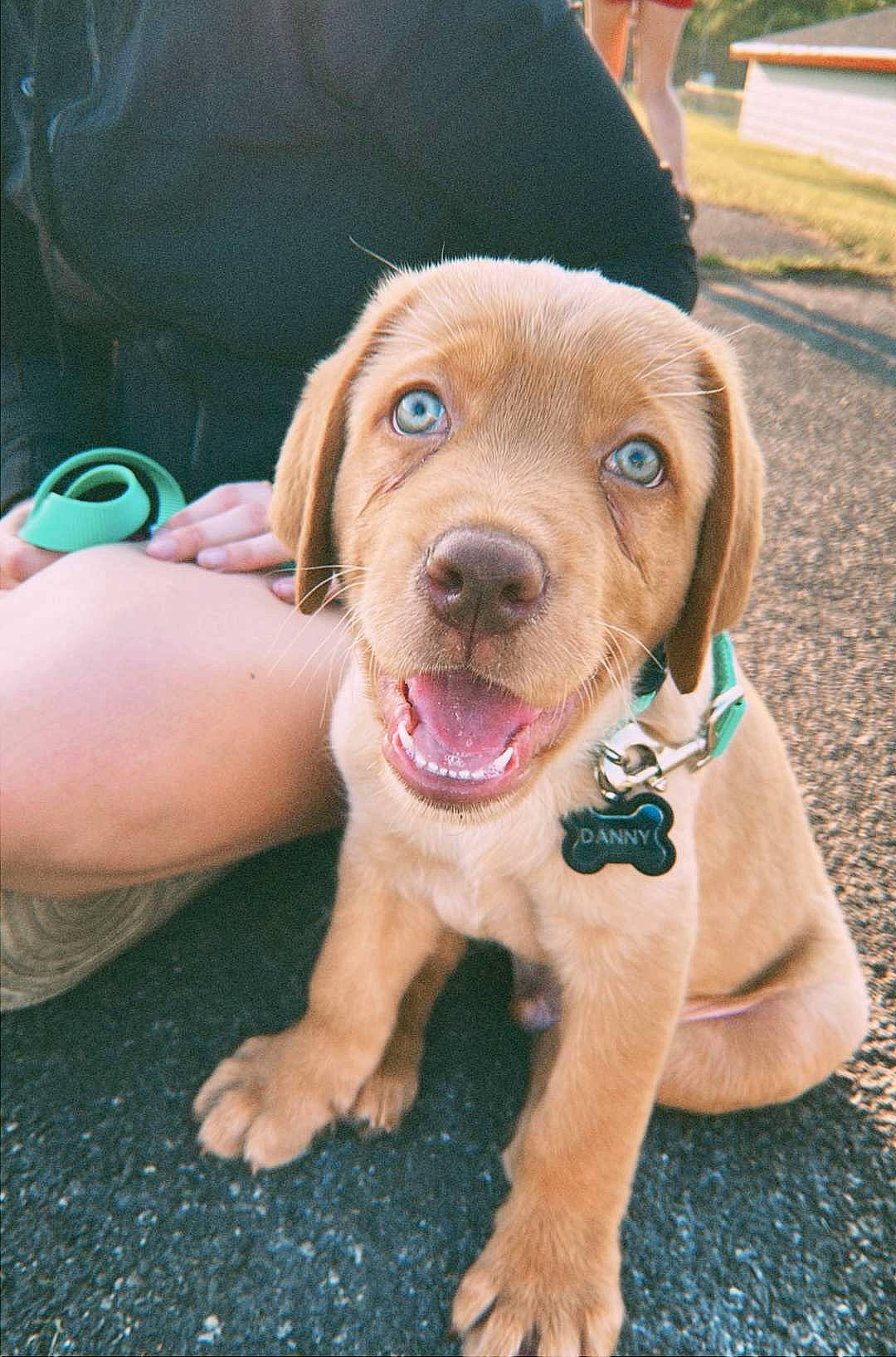 Danny joined the competition — help win amazing prizes! canidae, carnivore, companion_dog, dog, dog_breed, dog_collar, fawn, fun, grass, gun_dog, hat, leash, liver, pointing_breed, retriever, smile, snout, sporting_group, whiskers, working_animal