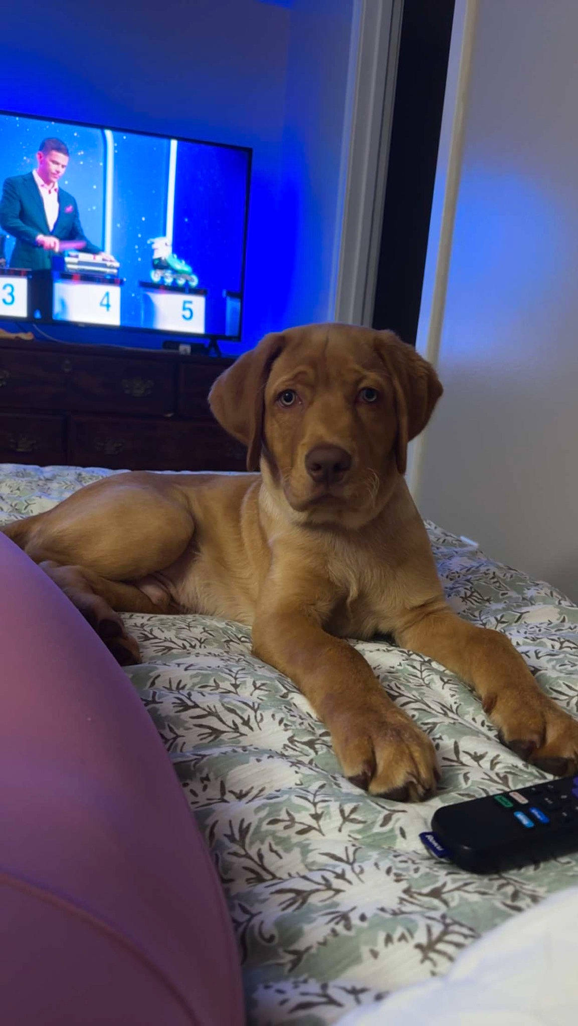 Danny joined the competition — help win amazing prizes! carnivore, comfort, companion_dog, display_device, dog, dog_breed, dog_collar, dog_supply, fawn, flooring, fur, hardwood, home_appliance, led_backlit_lcd_display, paw, sporting_group, suit, television, television_set, whiskers