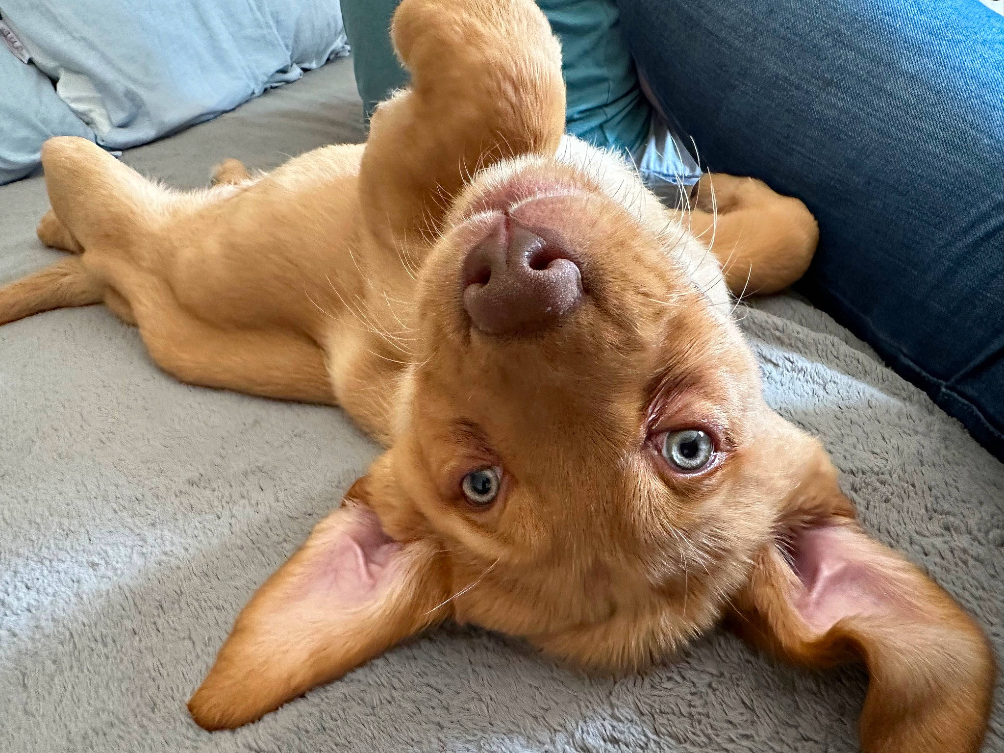 Danny is registered to the contest to win money with this photo: canidae, carnivore, comfort, companion_dog, couch, dog, dog_breed, ear, fawn, foot, fur, liver, non_sporting_group, paw, snout, sporting_group, terrestrial_animal, whiskers, working_animal, wrinkle