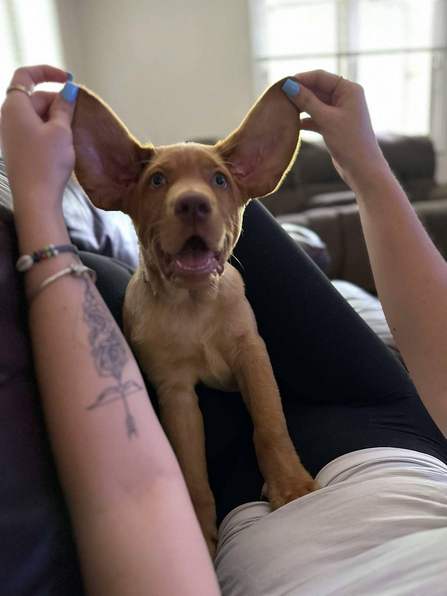 Danny is registered to the contest to win money with this photo: canidae, carnivore, comfort, companion_dog, dog, dog_breed, ear, elbow, fawn, finger, gesture, happy, human_leg, sitting, snout, sporting_group, thigh, toy_dog, whiskers, working_animal