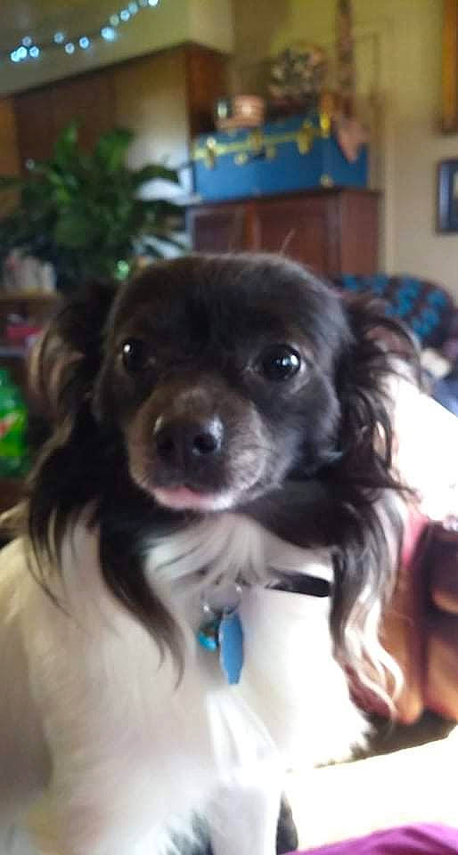 Dozer is registered to the contest to win money with this photo: canidae, carnivore, chair, companion_dog, dog, dog_breed, dog_collar, door, fur, gun_dog, houseplant, liver, plant, snout, spaniel, sporting_group, toy_dog, whiskers, working_animal, working_dog