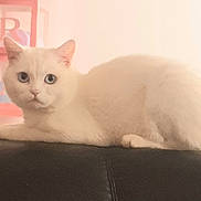 Yuki a rejoint le concours — aidez-le/la à gagner de superbes lots ! cat, white_cat, blue_eyes, fluffy, pet, animal, indoor, resting, feline, closeup, portrait, looking, cute, soft_light, background_blur, calm, home, block_letters, pink, black_surface