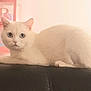 cat, white_cat, blue_eyes, fluffy, pet, animal, indoor, resting, feline, closeup, portrait, looking, cute, soft_light, background_blur, calm, home, block_letters, pink, black_surface