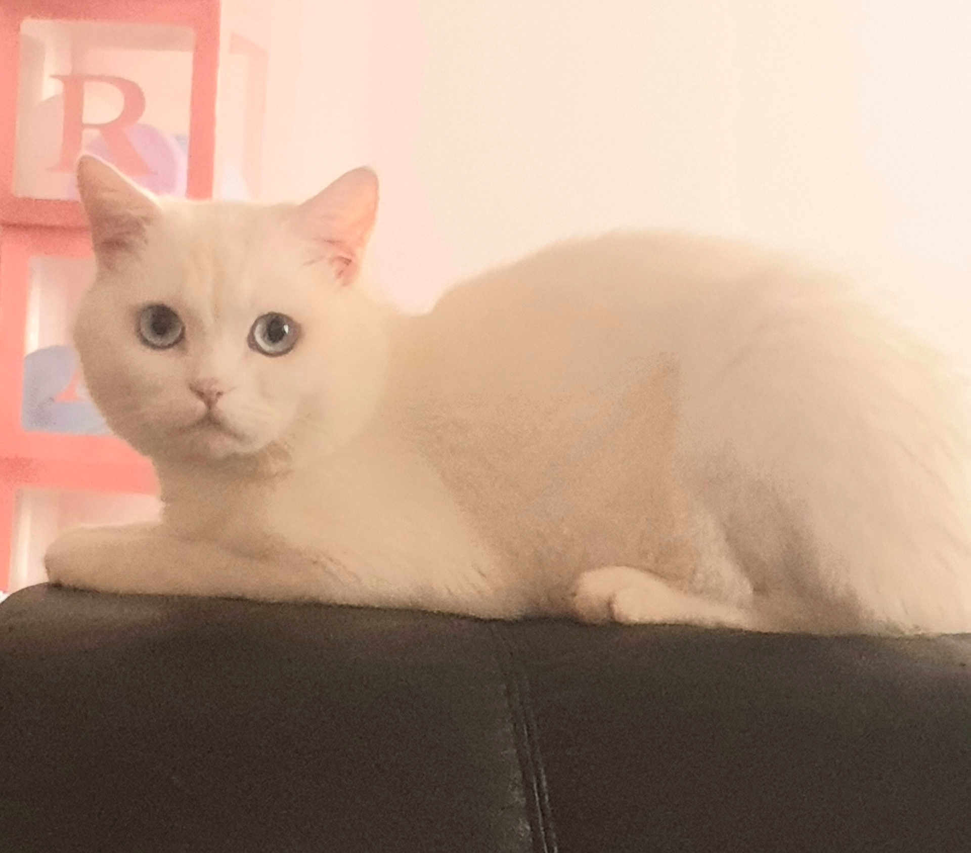 Yuki