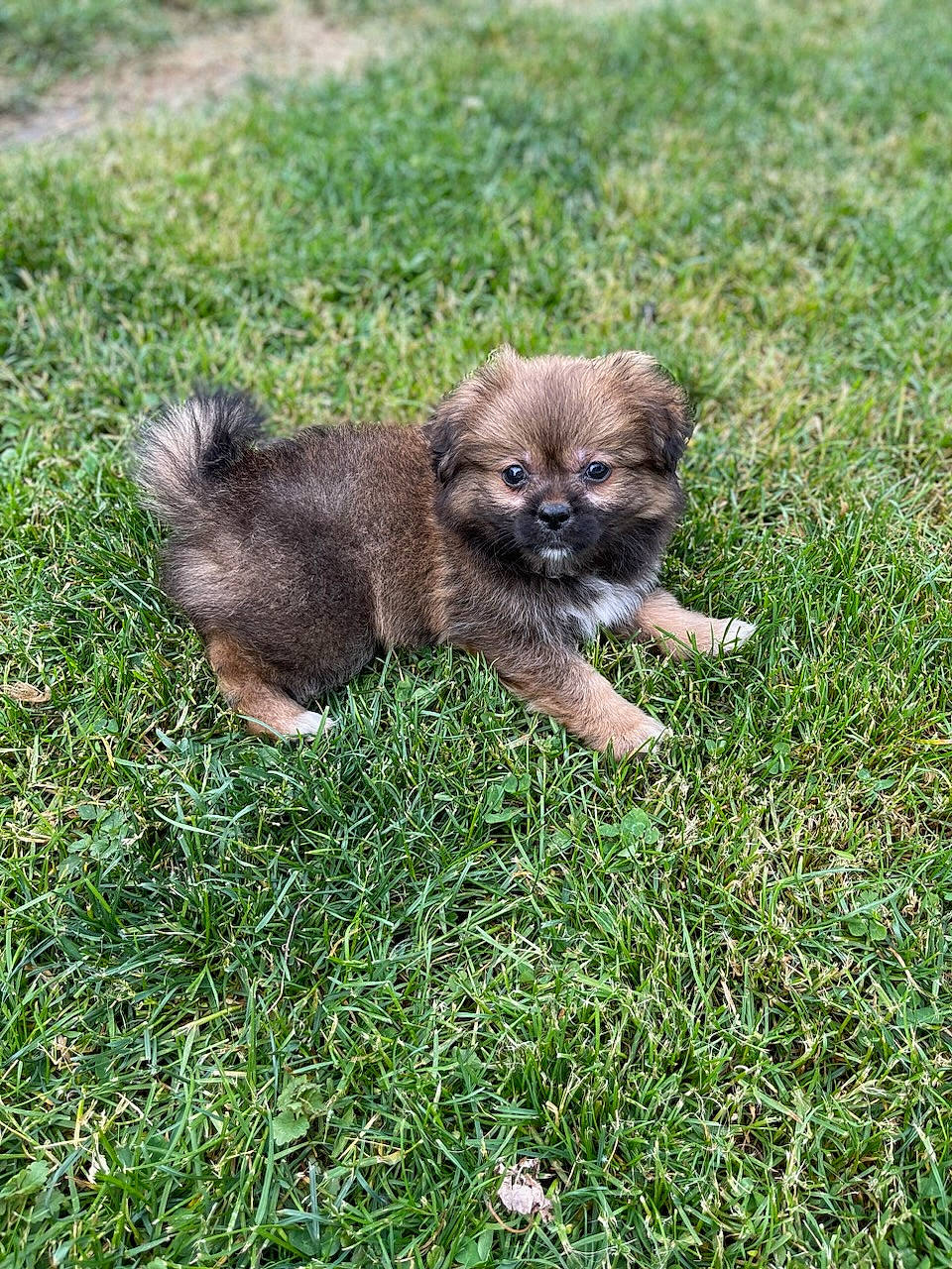 Diego is registered to the contest to win money with this photo: canidae, carnivore, companion_dog, dog, dog_breed, fawn, fur, grass, grassland, groundcover, liver, non_sporting_group, plant, puppy, snout, sporting_group, terrestrial_animal, toy_dog, wildlife, working_animal