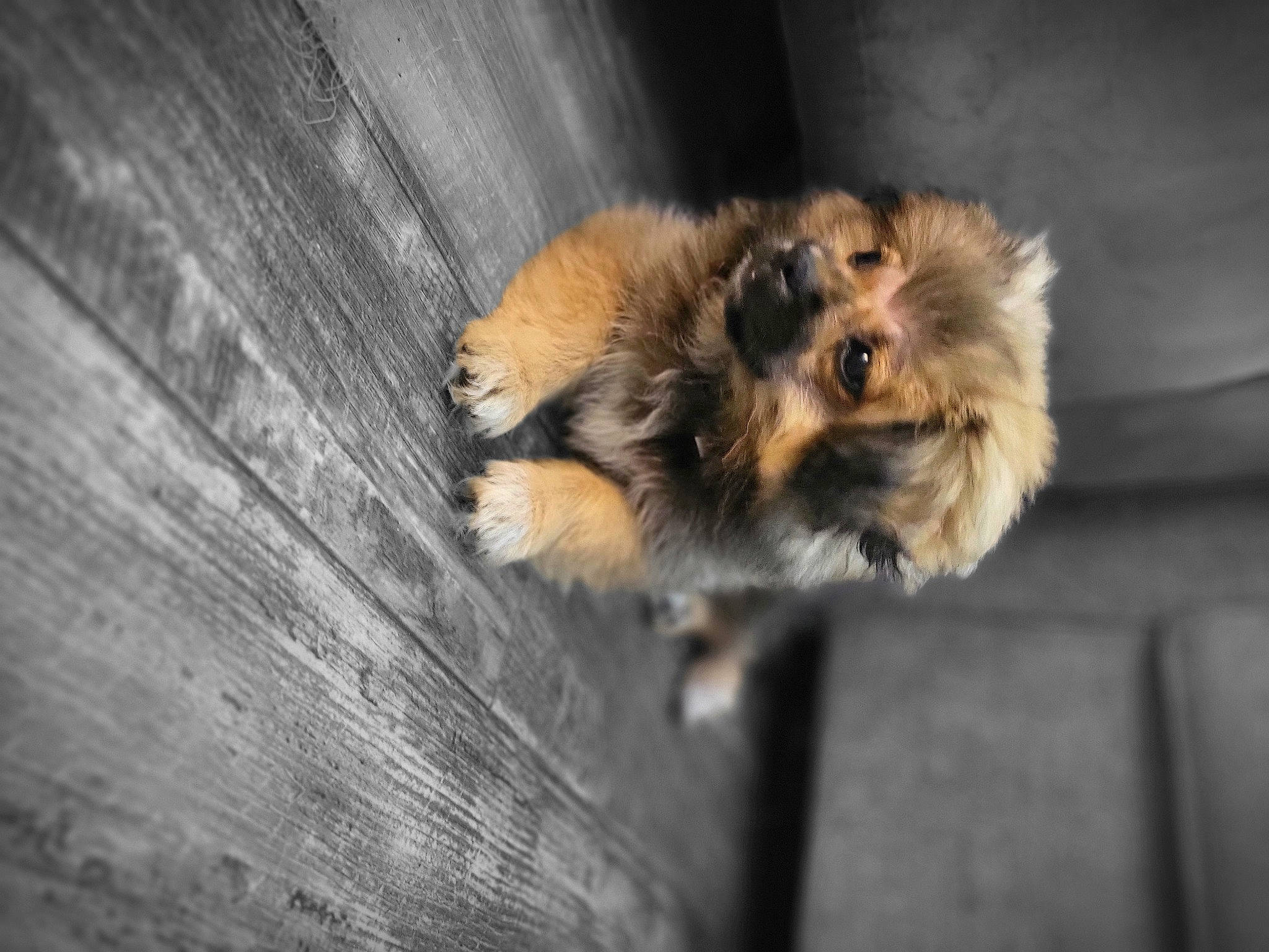 Diego is registered to the contest to win money with this photo: canidae, carnivore, companion_dog, dog, dog_breed, fawn, felidae, fur, german_spitz, hardwood, paw, snout, spitz, sporting_group, tail, terrestrial_animal, toy_dog, whiskers, wildlife, wood