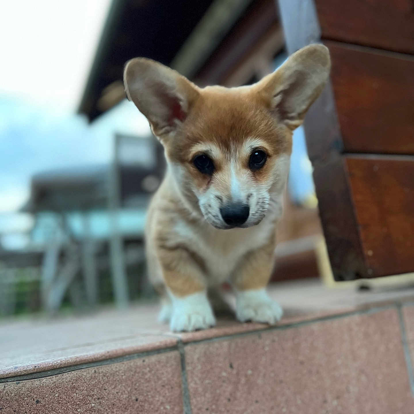 Nookta a rejoint le concours — aidez-le/la à gagner de superbes lots ! puppy, corgi, dog, outdoor, tile, ears, cute, young_animal, pet, animal, brown, white, fur, face, looking, standing, blurred_background, wood, fence, daylight