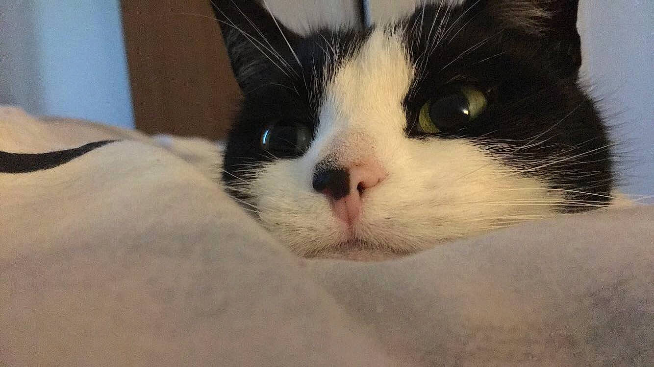 Maggie is registered to the contest to win money with this photo: black, carnivore, cat, close_up, domestic_short_haired_cat, felidae, fur, iris, mammal, organ, photography, skin, small_to_medium_sized_cats, snout, style, terrestrial_animal, vertebrate, whiskers, white