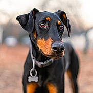 Harley joined the competition — help win amazing prizes! dog, doberman, outdoor, pet, animal, collar, black_and_tan, portrait, closeup, fur, ears, nose, eyes, canine, nature, blurred_background, standing, looking_away, domestic_animal, mammal
