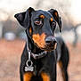 dog, doberman, outdoor, pet, animal, collar, black_and_tan, portrait, closeup, fur, ears, nose, eyes, canine, nature, blurred_background, standing, looking_away, domestic_animal, mammal