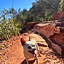 animal, blue_sky, canine, daylight, dog, ears_up, greenery, happy, nature, outdoor, pet, red_soil, rocky_path, shadow, small_dog, sunlight, sunny, tongue_out, trail, walking