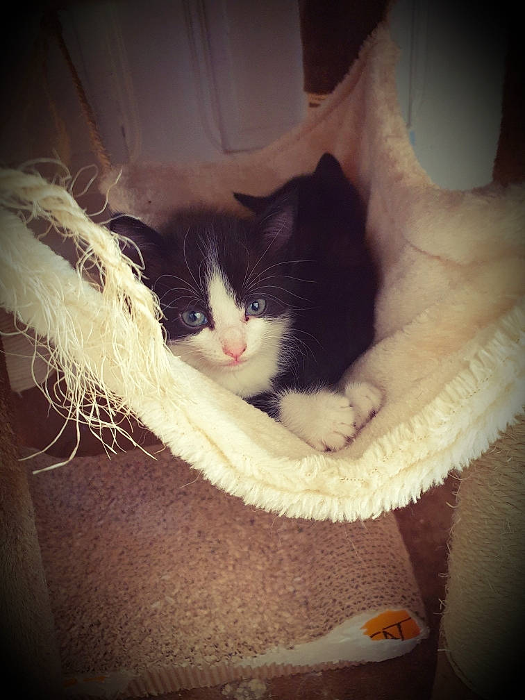 Chouki participe au concours pour gagner de l'argent avec cette photo : carnivore, cat, ear, eye, felidae, fur, kitten, night, nose, sky, small_to_medium_sized_cats, tail, turkish_van, whiskers