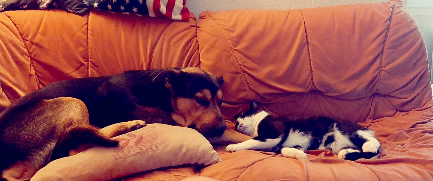 Chouki participe au concours pour gagner de l'argent avec cette photo : canidae, carnivore, comfort, companion_dog, danish_swedish_farmdog, dog, dog_breed, fox_terrier, huntaway, love, mammal, nap, paw, puppy, puppy_love, rat_terrier, sleep, vertebrate