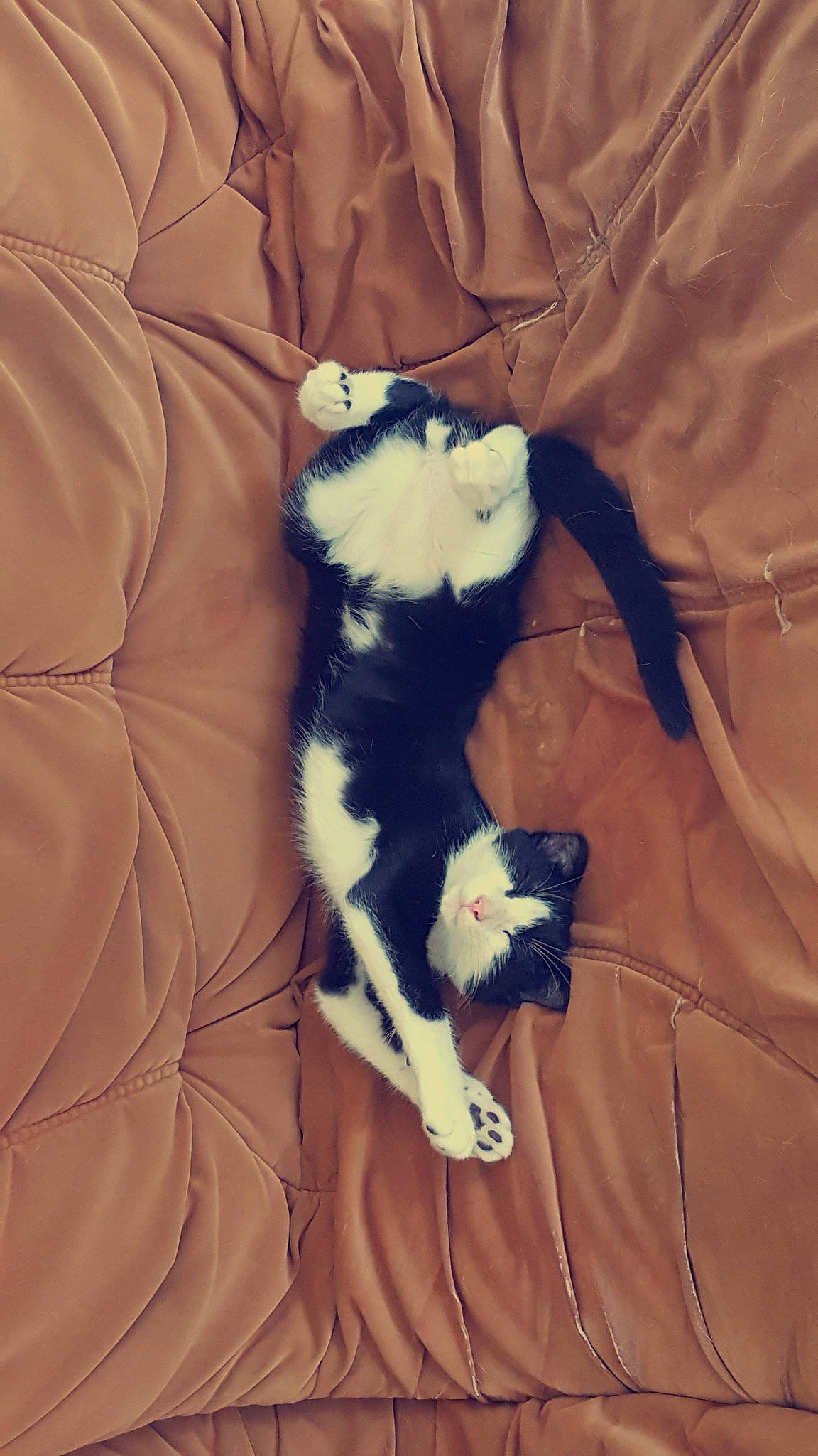 Chouki a rejoint le concours — aidez-le/la à gagner de superbes lots ! canidae, carnivore, cat, dog_breed, fawn, felidae, fur, kitten, puppy, small_to_medium_sized_cats, tail, whiskers