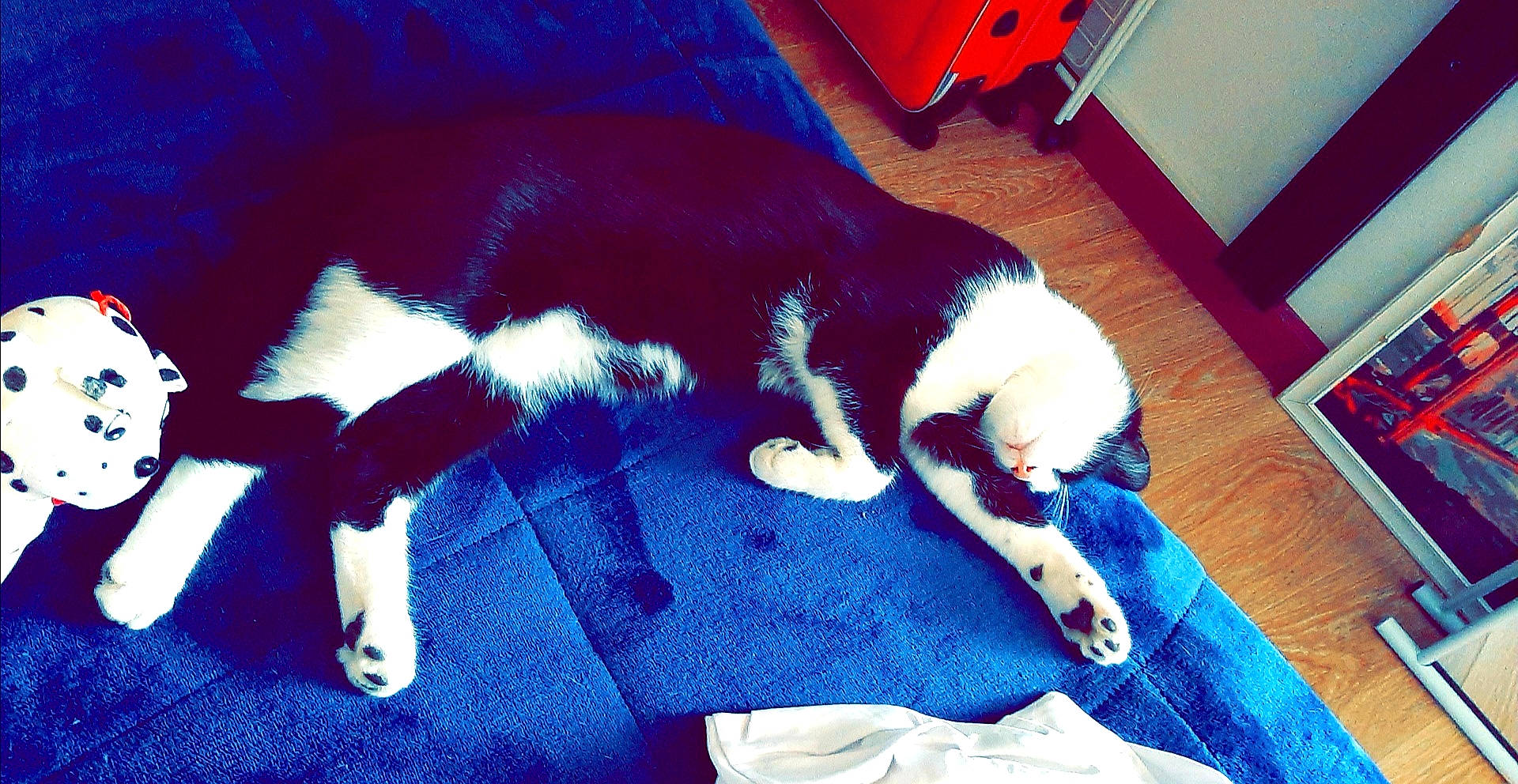 Chouki a rejoint le concours — aidez-le/la à gagner de superbes lots ! canidae, carnivore, cat, dog, dog_breed, felidae, fur, paw, small_to_medium_sized_cats, sporting_group, tail