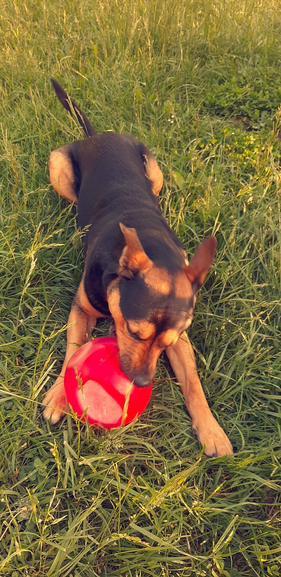 Jack a rejoint le concours — aidez-le/la à gagner de superbes lots ! canidae, carnivore, dog, dog_breed, ear, fawn, german_pinscher, grass, hunting_dog, mammal, miniature_pinscher, vertebrate