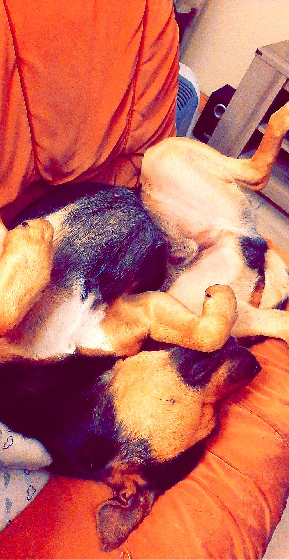 Jack participe au concours pour gagner de l'argent avec cette photo : canidae, carnivore, companion_dog, dog, dog_breed, fawn, puppy_love