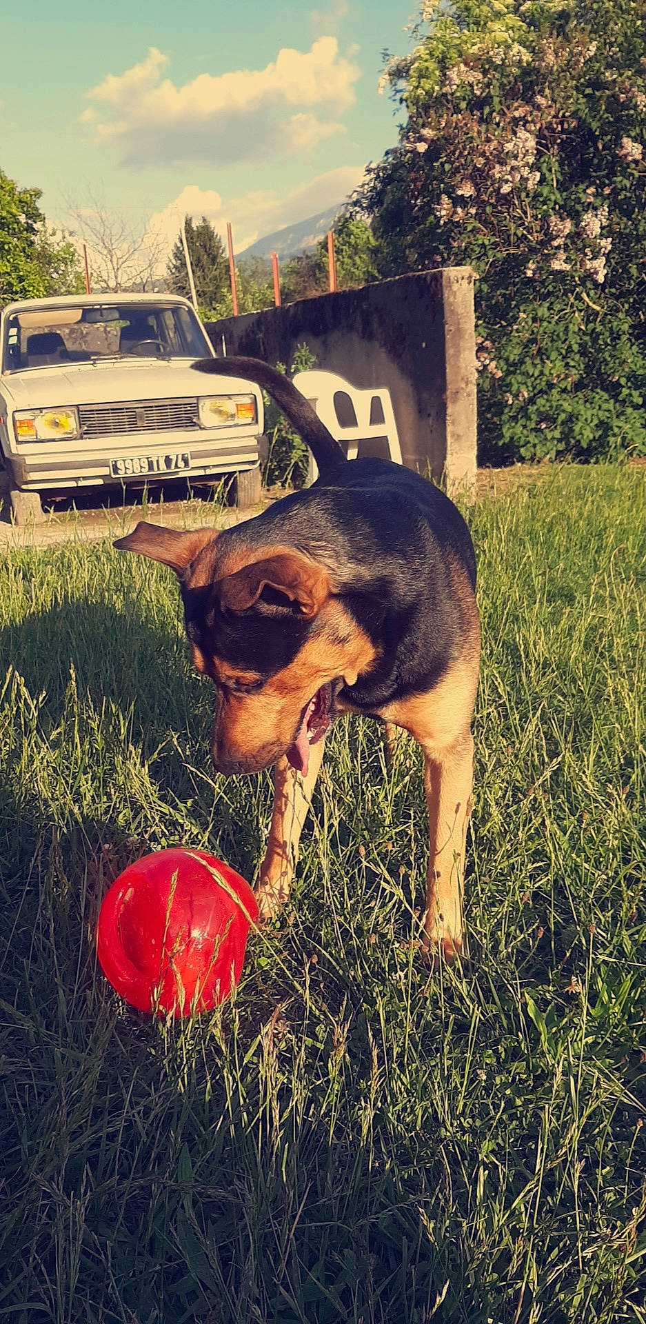 Jack participe au concours pour gagner de l'argent avec cette photo : canidae, car, family_car, grass, photography, plant, vehicle