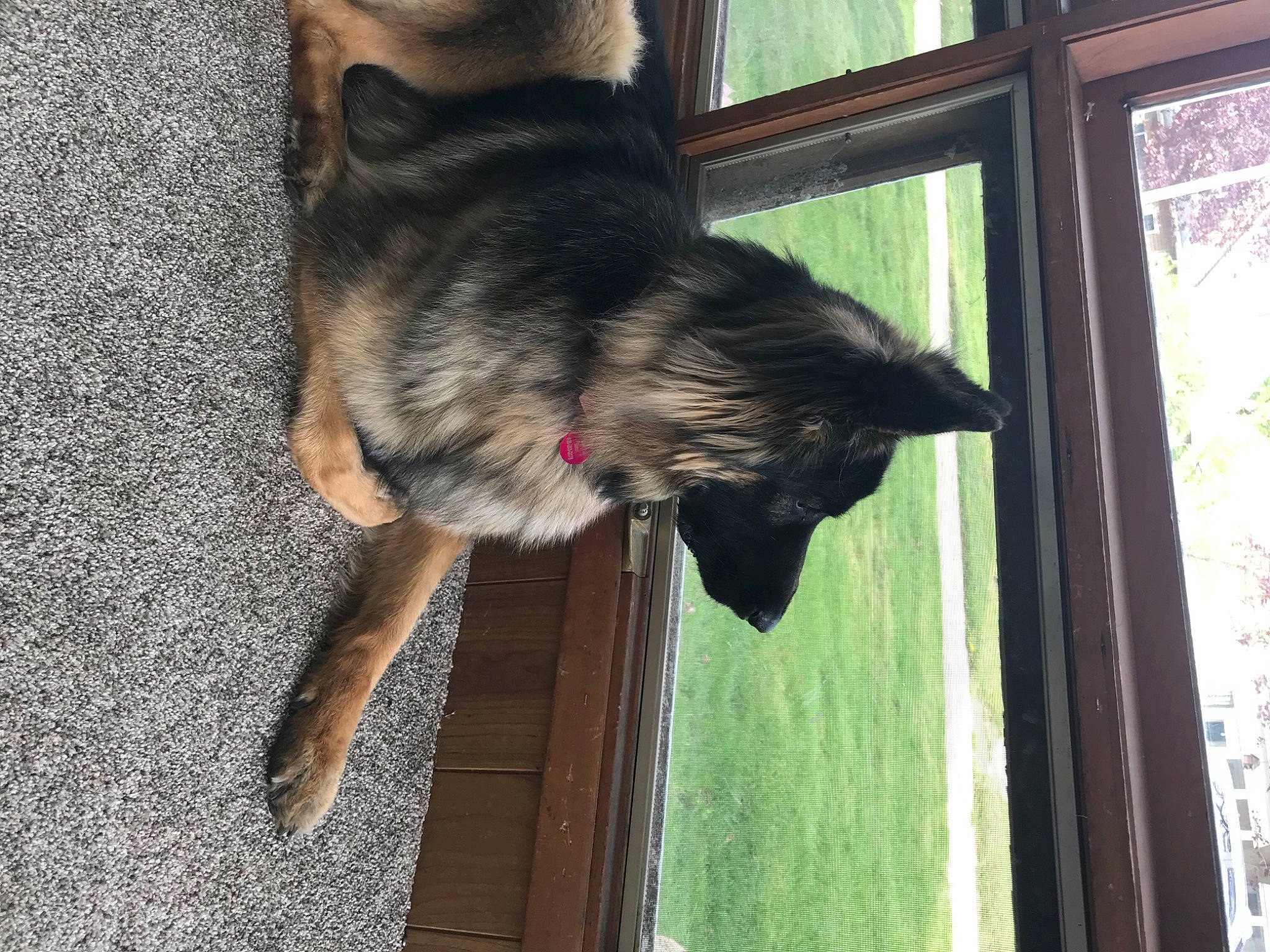 Maya is registered to the contest to win money with this photo: canidae, carnivore, cat, collar, companion_dog, dog_breed, domestic_short_haired_cat, fawn, felidae, fur, mammal, small_to_medium_sized_cats, snout, sporting_group, tail, tints_and_shades, vertebrate, whiskers, window, wood