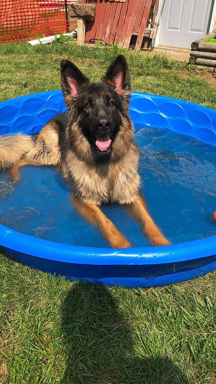 Maya joined the competition — help win amazing prizes! belgian_shepherd_malinois, blue, canidae, carnivore, companion_dog, dog, dog_breed, dog_supply, east_european_shepherd, electric_blue, german_shepherd_dog, grass, herding_dog, king_shepherd, old_german_shepherd_dog, plant, recreation, snout, sporting_group, working_dog