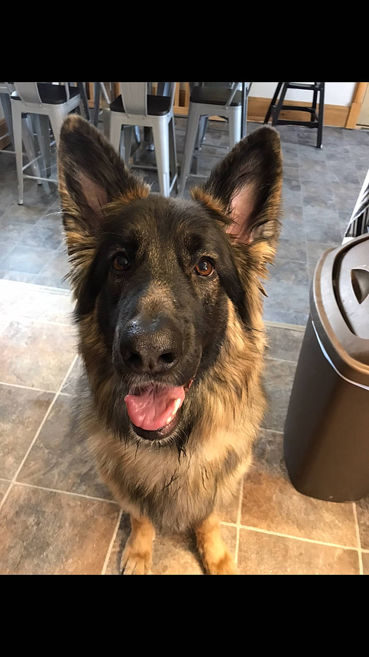 Maya is registered to the contest to win money with this photo: canidae, carnivore, companion_dog, dog, dog_breed, dog_collar, east_european_shepherd, fang, fawn, flooring, fur, german_shepherd_dog, guard_dog, herding_dog, liver, plant, snout, sporting_group, whiskers, working_animal