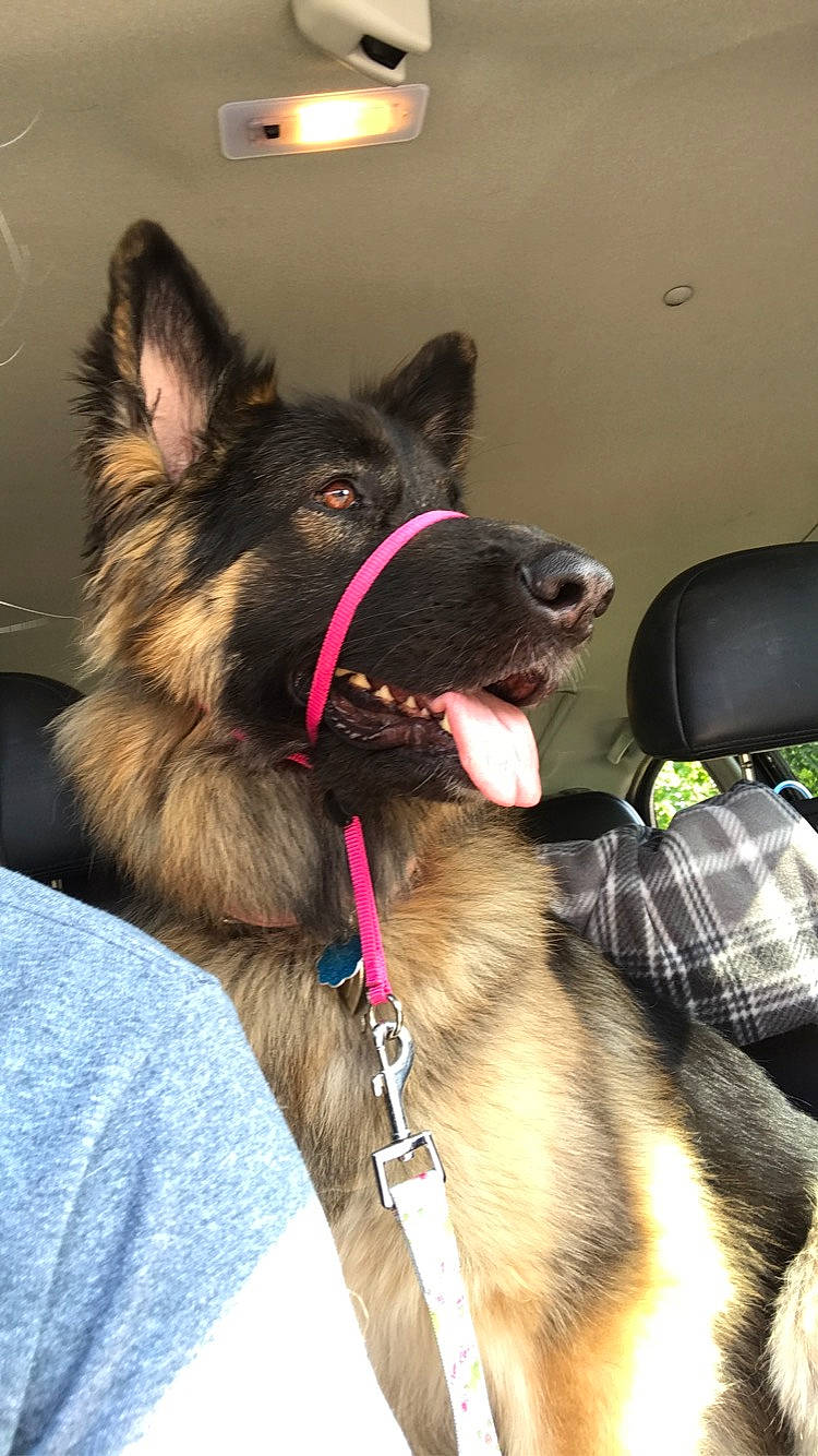 Maya is registered to the contest to win money with this photo: canidae, carnivore, collar, companion_dog, dog, dog_breed, dog_collar, fawn, fur, giant_dog_breed, jaw, kai_ken, king_shepherd, leash, snout, sporting_group, tartan, whiskers, working_animal, working_dog