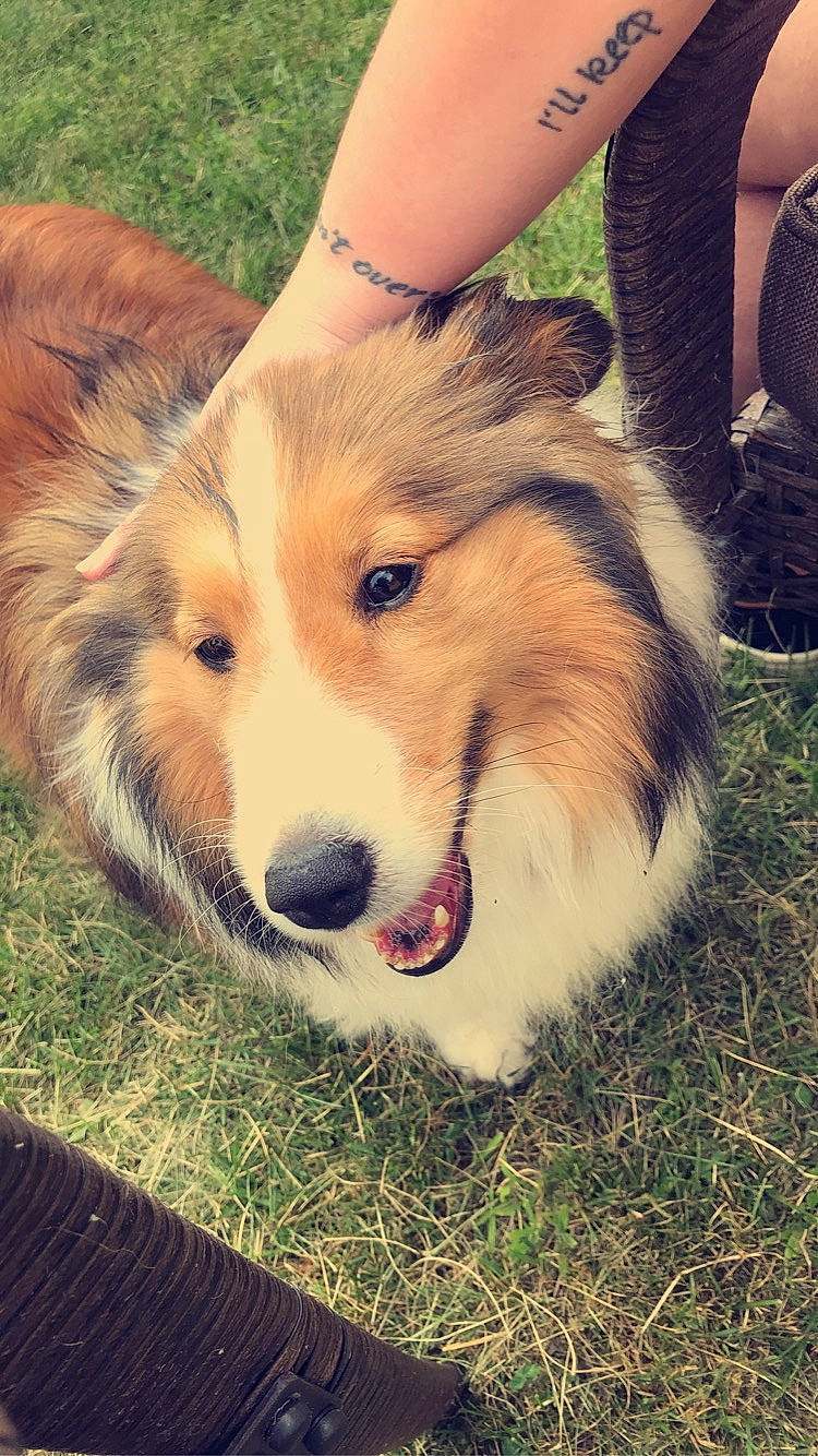 Ruth joined the competition — help win amazing prizes! carnivore, collie, companion_dog, dog, dog_breed, fawn, fur, grass, happy, herding_dog, human_leg, plant, scotch_collie, shetland_sheepdog, snout, sporting_group, tail, terrestrial_animal, thigh, whiskers