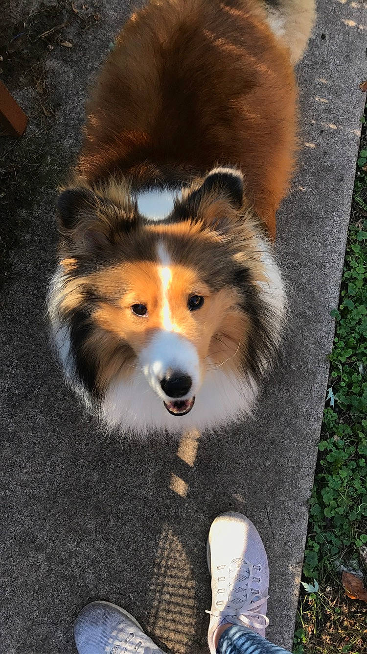 Ruth is registered to the contest to win money with this photo: carnivore, collie, companion_dog, dog, dog_breed, fur, grass, herding_dog, rough_collie, snout, terrestrial_animal, whiskers, wildlife, working_dog