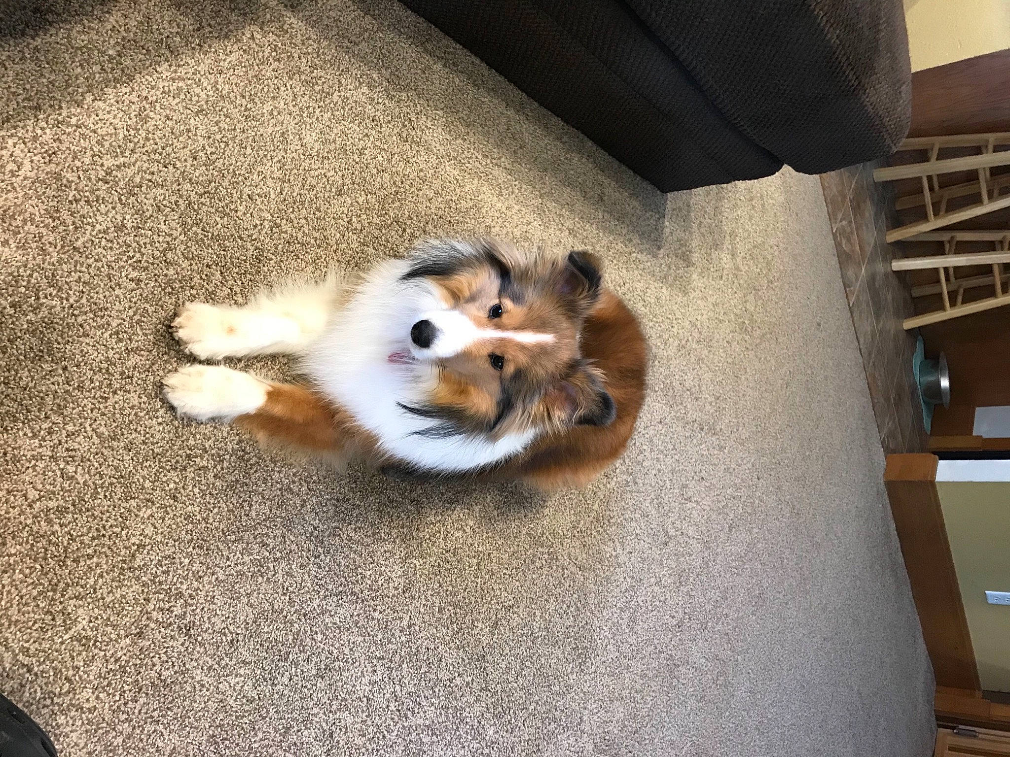 Ruth joined the competition — help win amazing prizes! canidae, carnivore, companion_dog, dog, dog_breed, fawn, felidae, floor, flooring, fur, german_spitz, hardwood, paw, pomeranian, shetland_sheepdog, small_to_medium_sized_cats, spitz, tail, whiskers, wood