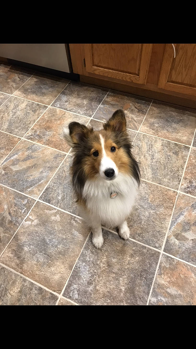 Ruth joined the competition — help win amazing prizes! carnivore, collie, companion_dog, dog, dog_breed, fawn, floor, flooring, fur, hardwood, herding_dog, line, rough_collie, scotch_collie, shetland_sheepdog, sporting_group, tail, tile_flooring, whiskers, wood