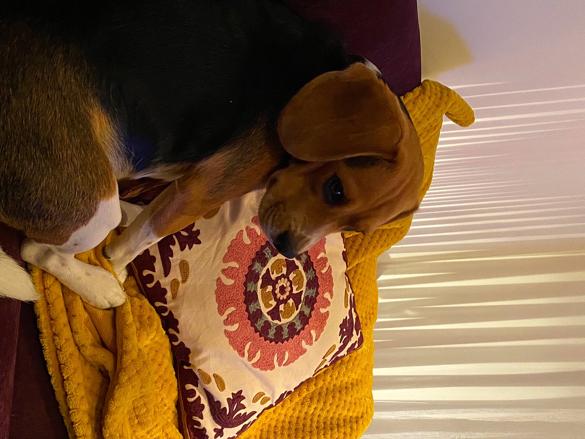 Prune a rejoint le concours — aidez-le/la à gagner de superbes lots ! carnivore, dog, dog_breed, ear, eye, fashion_accessory, fawn, gesture, happy, headgear, human_body, mammal, personal_protective_equipment, sleeve, snout, sun_hat, temple, vertebrate, working_animal, yellow