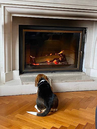 Prune participe au concours pour gagner de l'argent avec cette photo : black, brown, companion_dog, dog, dog_breed, door, door_mat, fire, fireplace, floor, flooring, gas, hardwood, hearth, heat, light, plant, tints_and_shades, window, wood