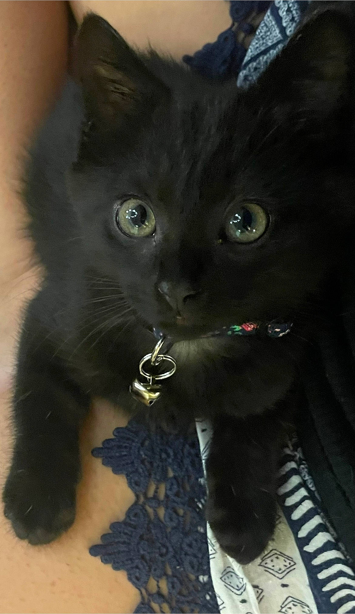 Nyx is registered to the contest to win money with this photo: black_cat, carnivore, cat, cat_supply, claw, domestic_short_haired_cat, electric_blue, felidae, fur, grey, iris, mammal, organism, paw, small_to_medium_sized_cats, snout, tail, terrestrial_animal, whiskers, window