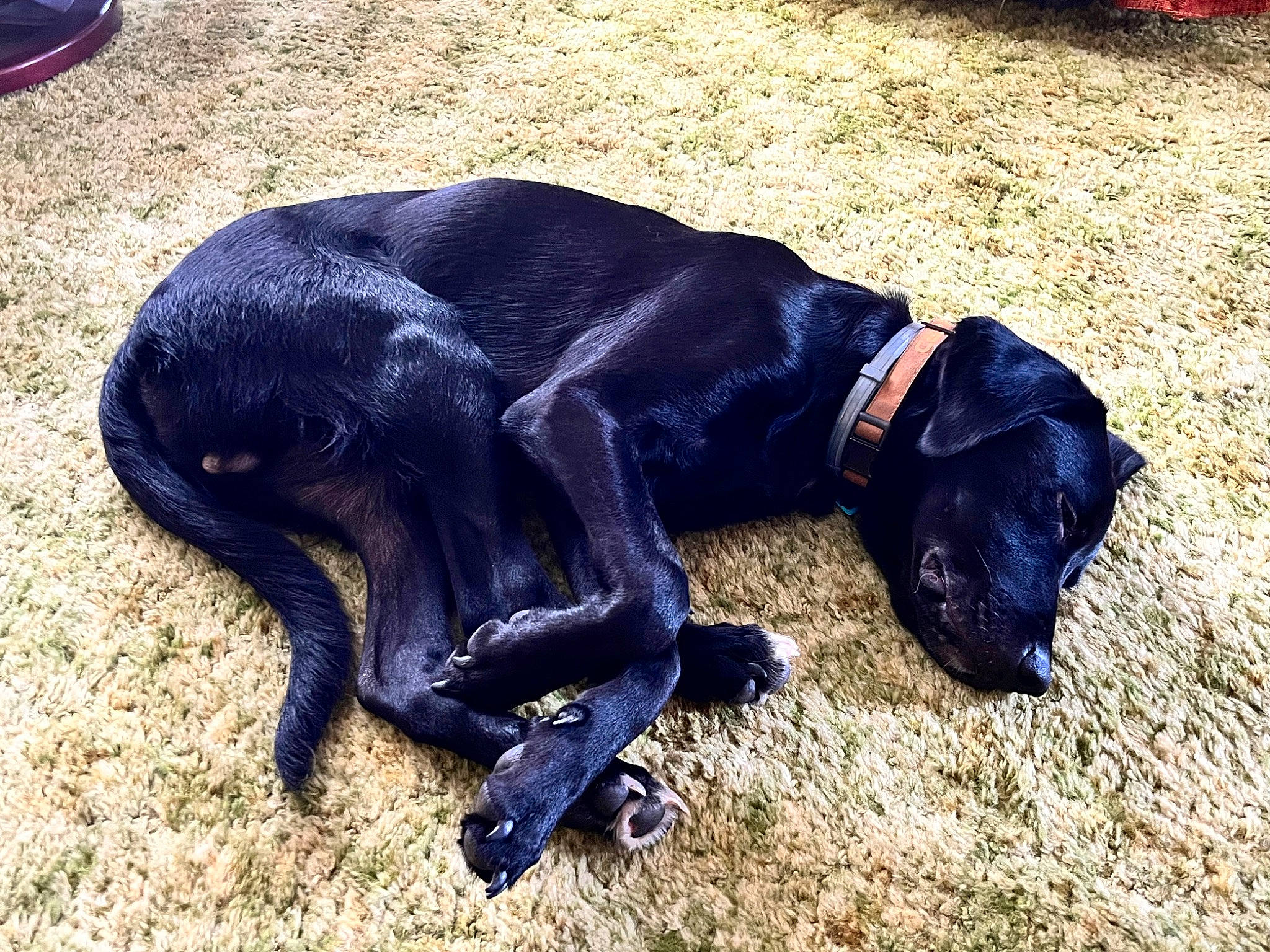 Otis is registered to the contest to win money with this photo: borador, canidae, carnivore, collar, companion_dog, dog, dog_breed, dog_collar, electric_blue, fur, gun_dog, liver, mammal, pet_supply, plant, sporting_group, tail, terrestrial_animal, vertebrate, working_animal